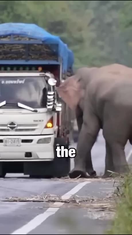 Every Truck Pays a Toll Fee to This Elephant! #amazingshort #unbelievablemoment #funnyanimals