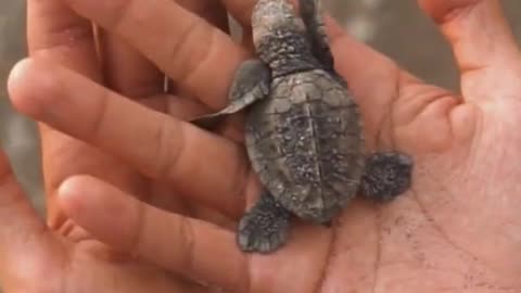 Baby turtle wants the sea - Travel #shorts #travelling #backpacking #turtle #animals #lifeonearth