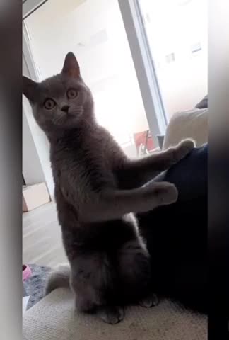 Cat Gets Crazy Eyes After Hearing A Strange Sound