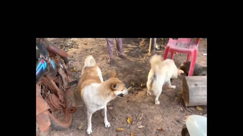 Big dogs barking - Street dogs fighting - Crazy dogs fight 2022