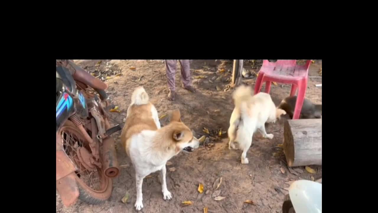 Big dogs barking - Street dogs fighting - Crazy dogs fight 2022