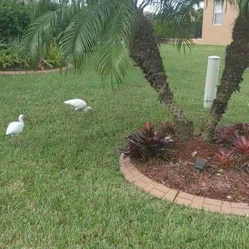 Living in South Florida Neighborhood Birds