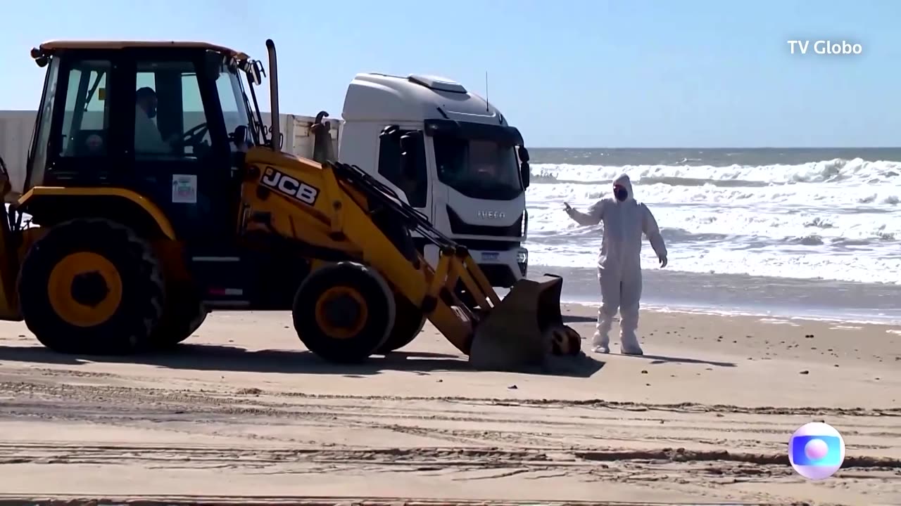 Bird flu kills over 500 sea mammals in Brazil