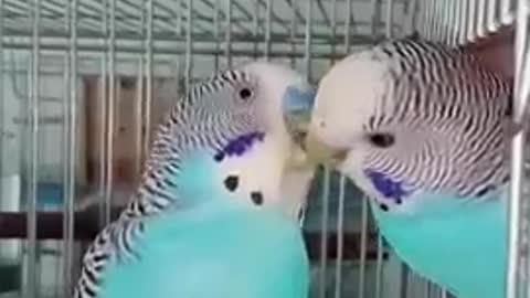 Funny parrot clip