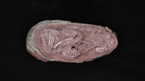 Perfectly preserved dinosaur embyro found inside fossilised egg in China