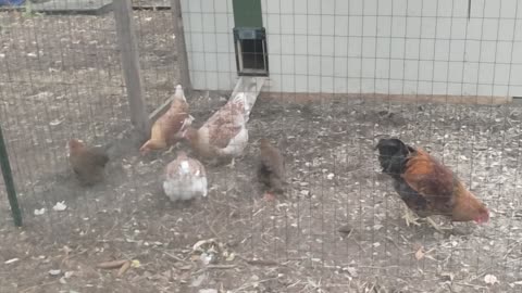 The Grandchickens are Spunky Today!