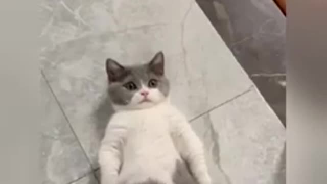 OMG So Cute Cats ♥ Best cute Cat Videos