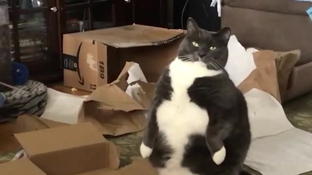 Cat Looks Funny as he Sits on the Floor on his Hind Legs