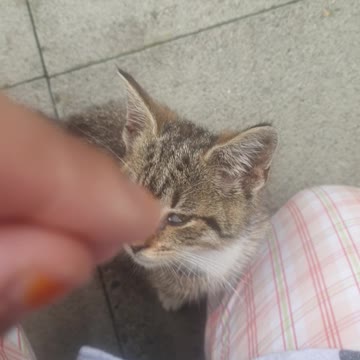 ASMR Kitten enjoys being patted