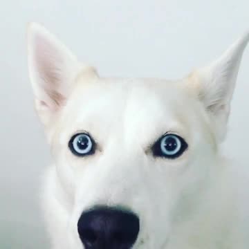 Emocionado Husky aúlla de emoción con la confesión de su dueña