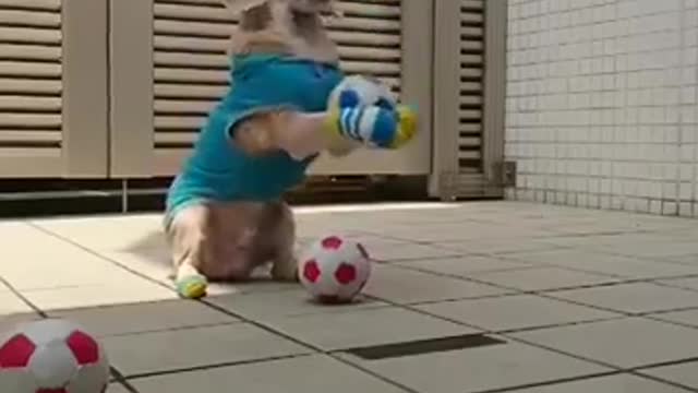 Funny puppy with soccer ball