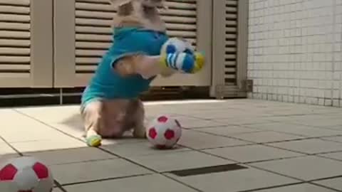 Funny puppy with soccer ball