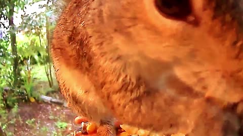 Squirrel Lovers. #RumbleShorts