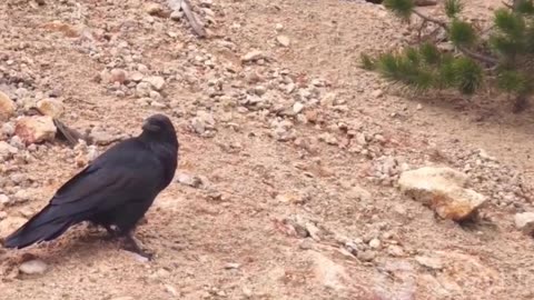 The Diverse World of Corvidi- Exploring the Behaviors and Habitats of Crow's Family