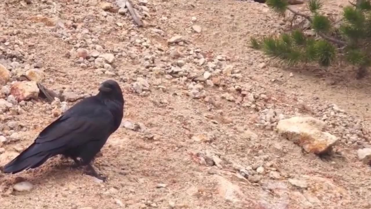 The Diverse World of Corvidi- Exploring the Behaviors and Habitats of Crow's Family