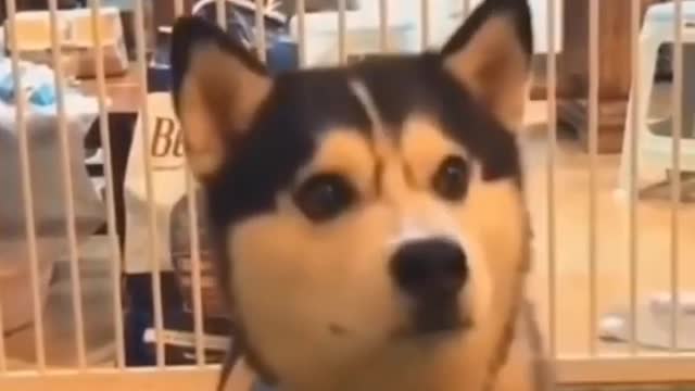 Funny Corgi reactions 😂 || Funny Dog videos 😁 || Funny Corgi Videos