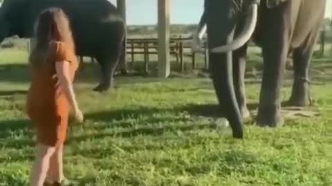 Funny animals