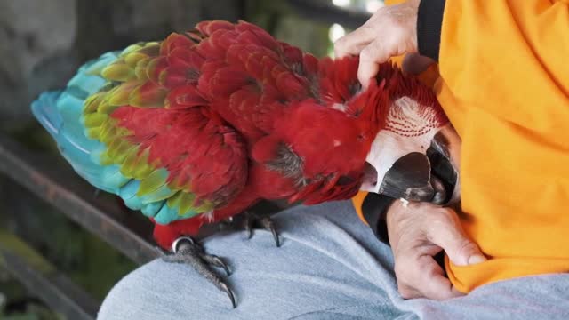 Close-up white cockatoo parrot on nature background, female hand scratches the bird's head