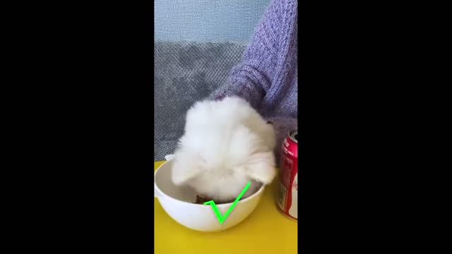 Baby Dog Cute and Animals Funny, MIX VID FUN 24H