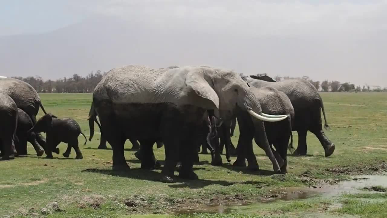 Herd of African elephants grazing in amboseli national park in kenya