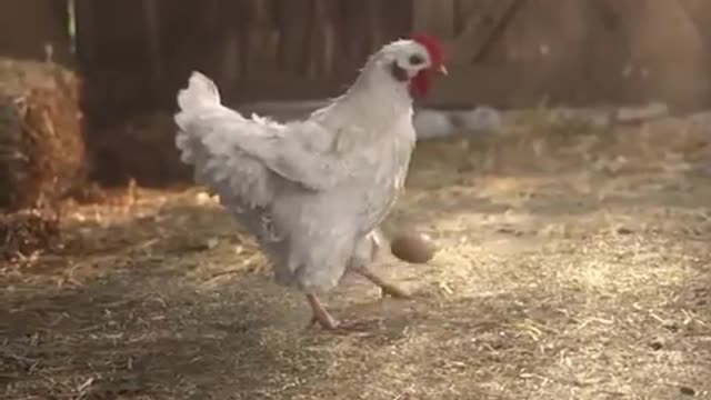 You wont believe that this hen has good juggling skills with its own egg