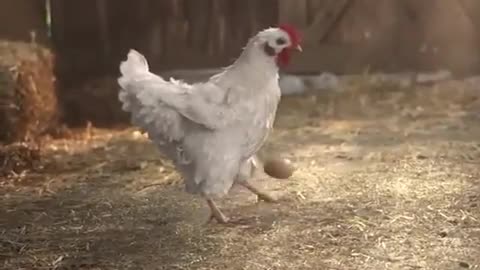 You wont believe that this hen has good juggling skills with its own egg