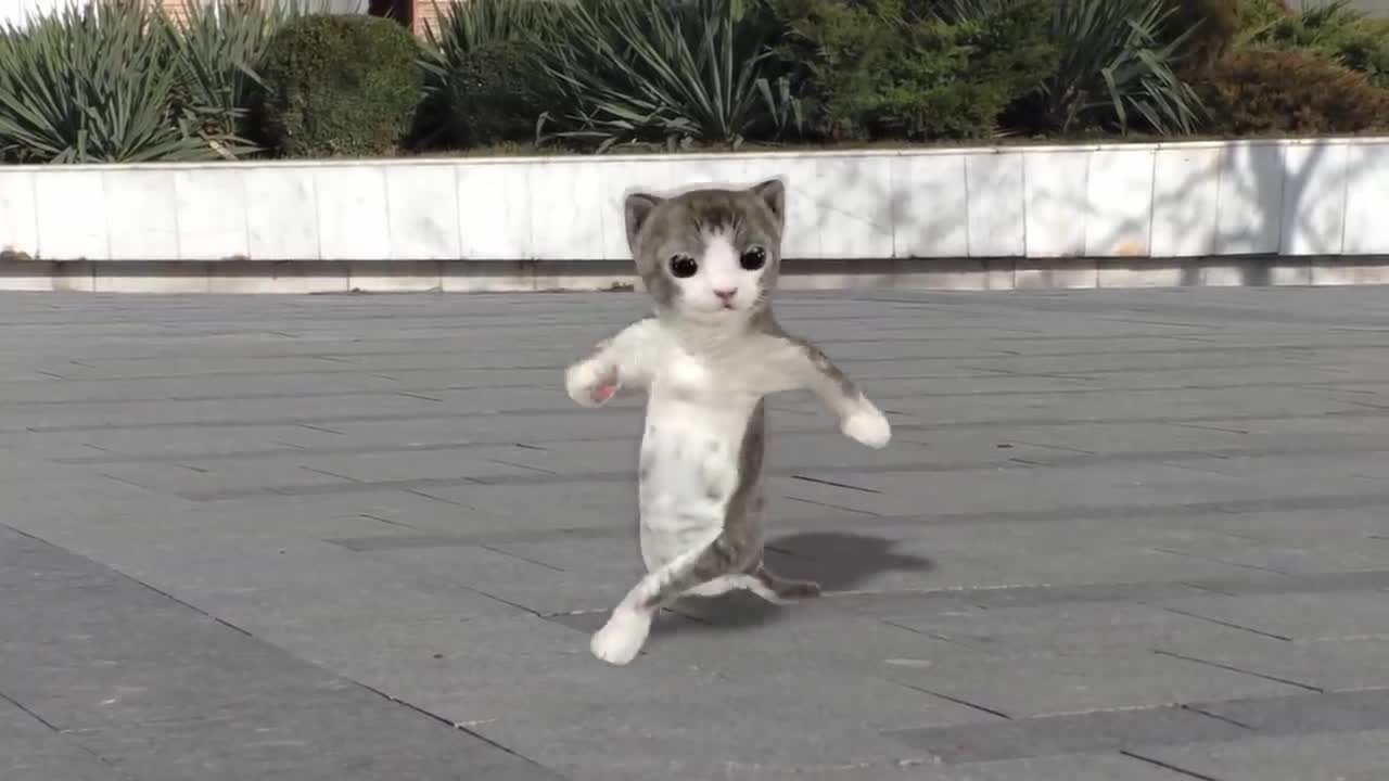 Cat dancing