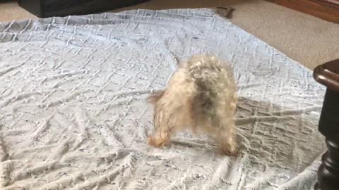 Puppy Goes To Town Drying Herself After Her Bath