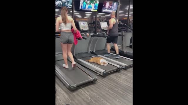 Funniest Cats and Dogs 🐱🐶 Part 19