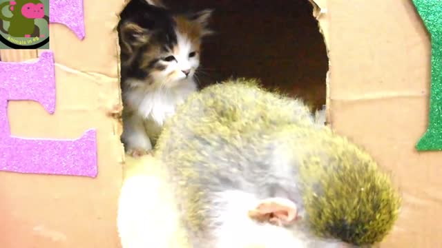 Funny animal video