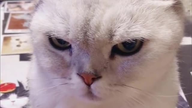 Unbelieveable Ways Cats Begging For Food 😹 Funny Cat Videos