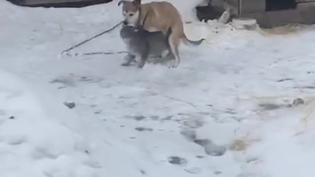 cat and dog 18 + children do not look