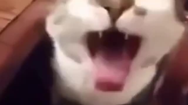 Hahh the cat is so funny.