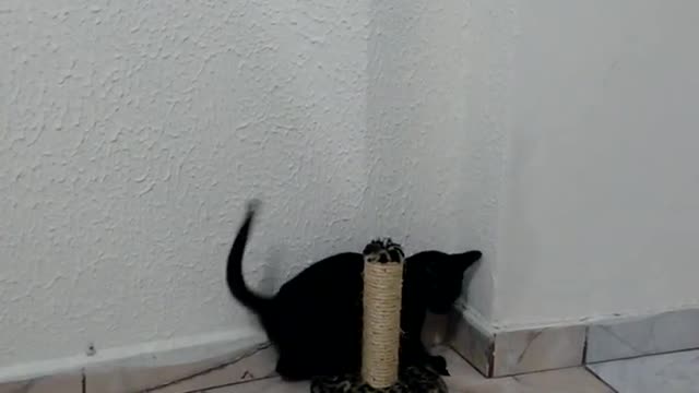 Black kitten playing with rattle / going crazy