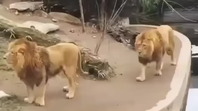 Two Lion in the ZOO Funny Video