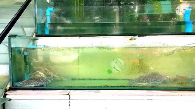 Prawns, Crabs and Fishes in an Aquarium
