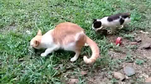 When cats fight for food