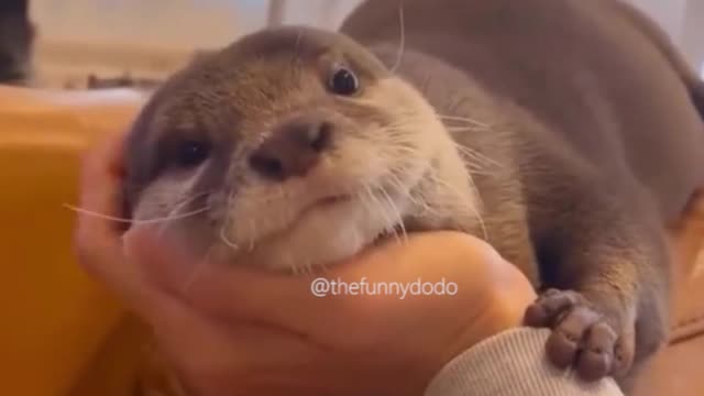 best funny animal videos 2022 clean | #animals #funnyanimals #cat #thefunnydodo