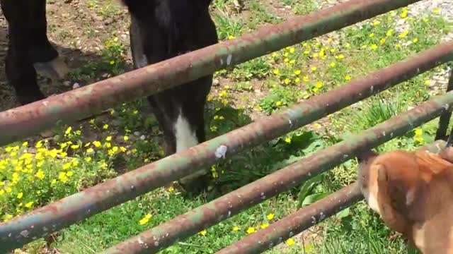 Dog's first encounter with a horse!!!