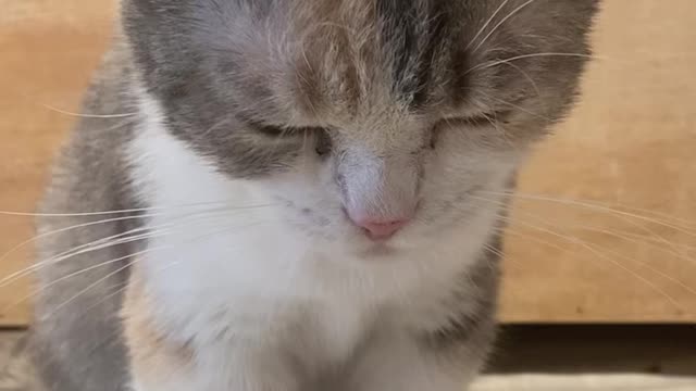 cute munchkin cat in cat cafe♥