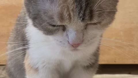 cute munchkin cat in cat cafe♥