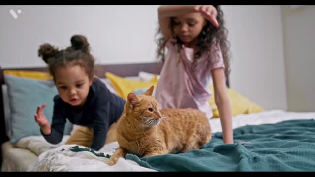 Cute cat video | cat barking | cat cat