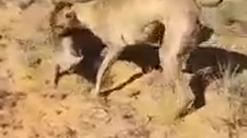 Boergreys on small warthog