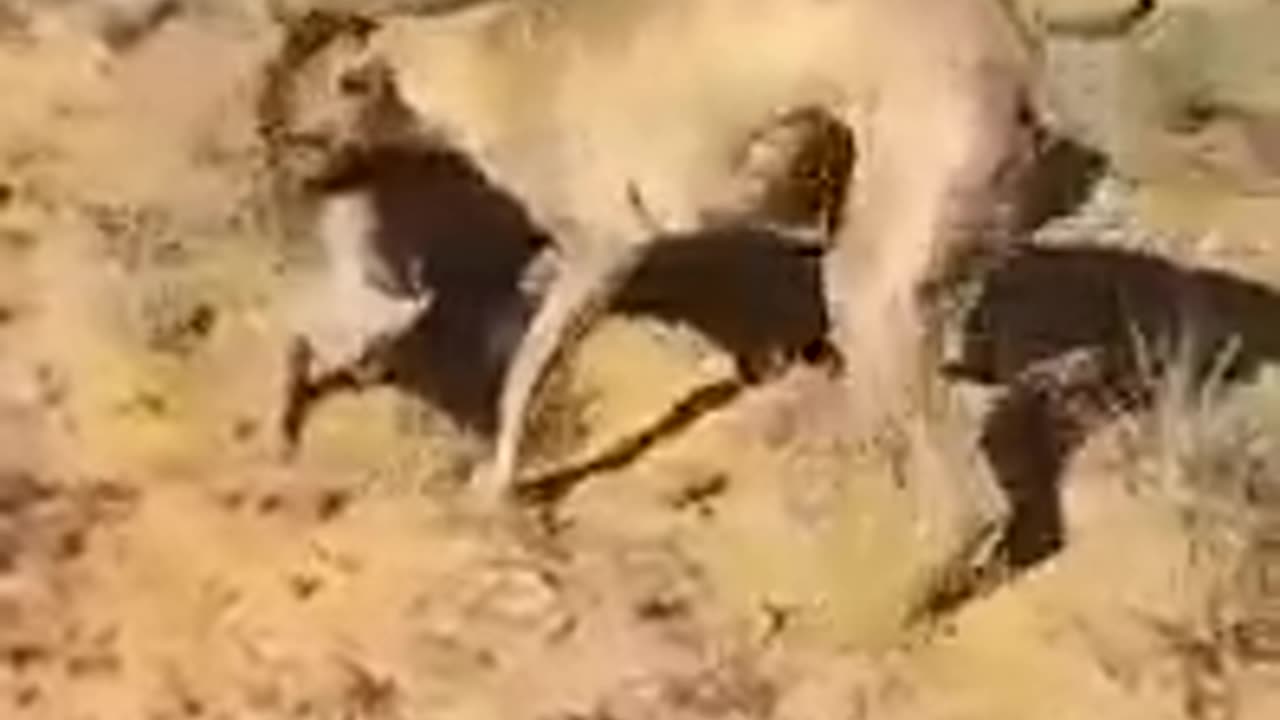 Boergreys on small warthog