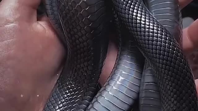 Black Mamba