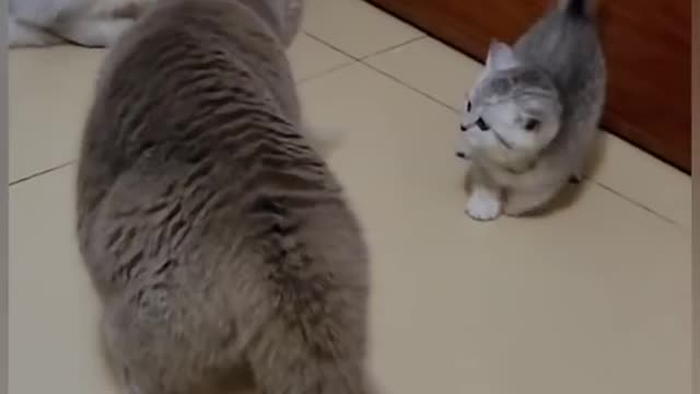 Funny cats