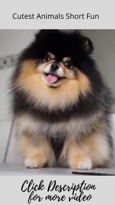 Cute and Funny Dog