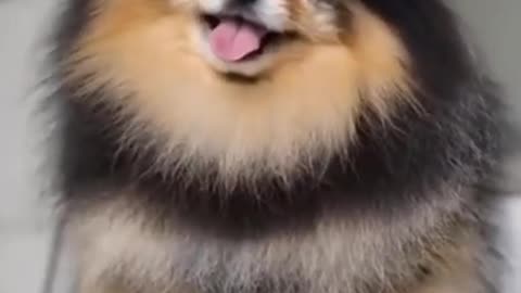 Cute and Funny Dog