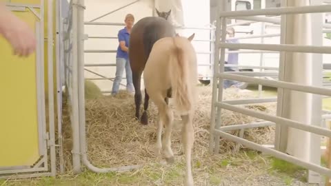 Sooo süß😍- ein sprechendes Fohlen🤩 | Fohlen bei der Auktion | Nörten-Hardenberg