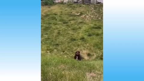 Cute dog was trying to reach for its treat and then something happened